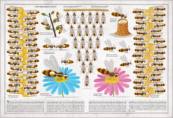 Book of Bees