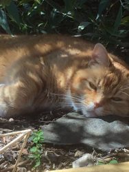 Horace