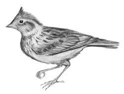 bird