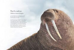 WaterWorld-pacificwalrus