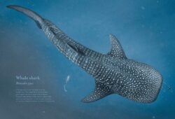 WaterWorld-shark
